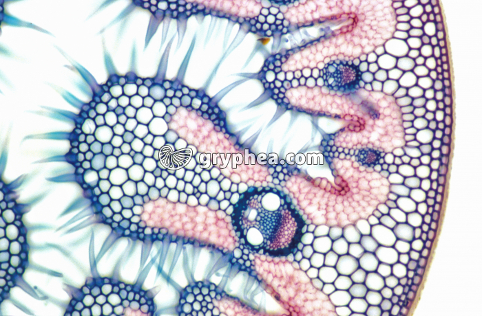 Feuille d'Oyat - détail CT x40 - gryphea.com